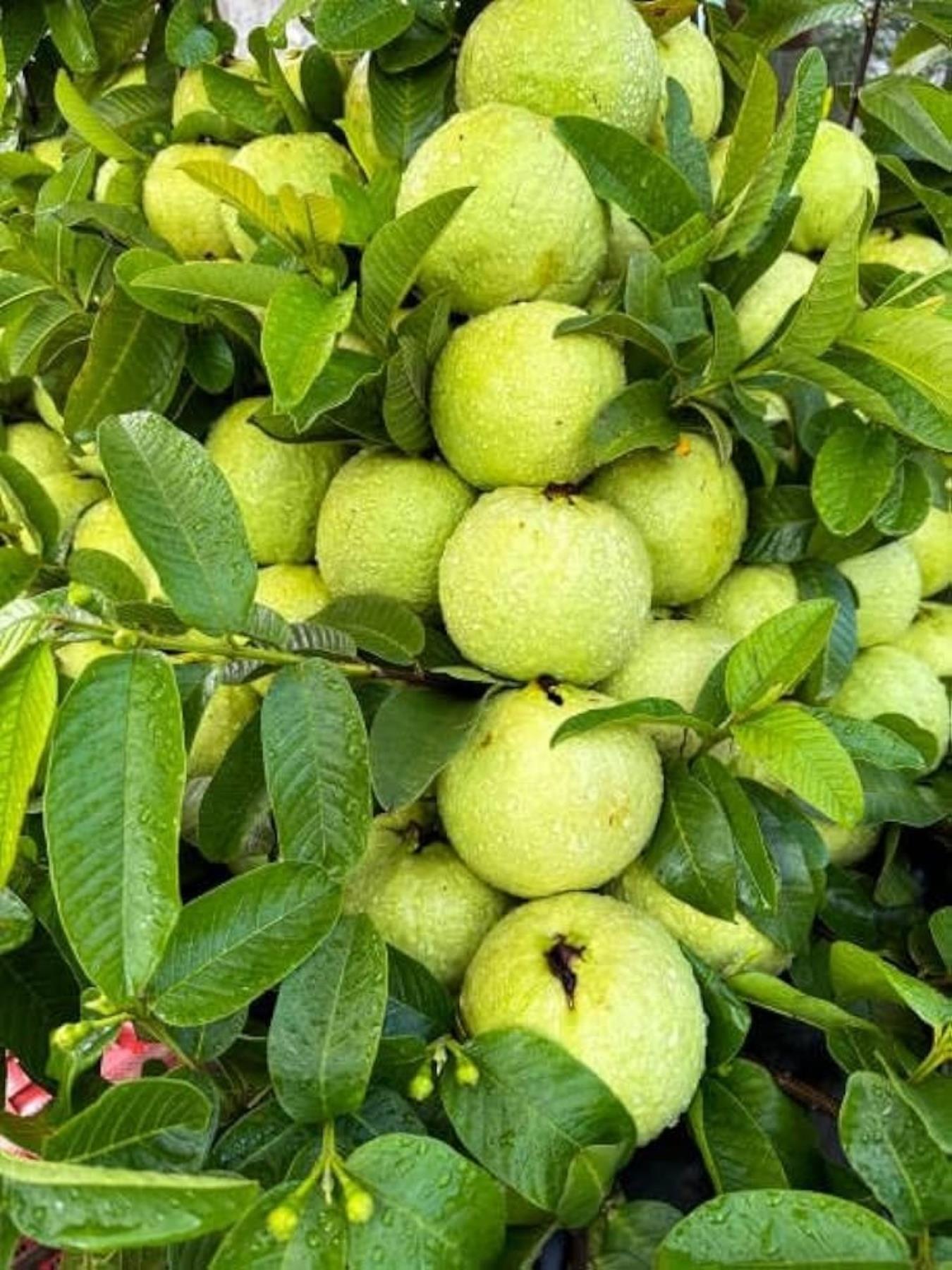 शरीर के लिए आवश्यक विटामिन सी से भरपूर 15 फल और सब्जियां